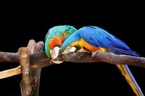 two colorful macaws are sitting on a branch