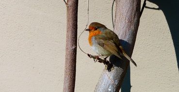 little fluffy bird on a tree branch close-up