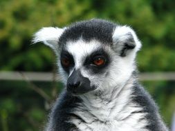 portrait of a serious lemur