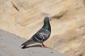 picture of the Dove Bird is on a stone