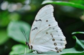 white butterfly close up