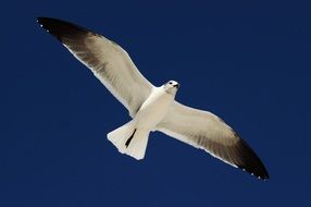 bird flies in the clear sky