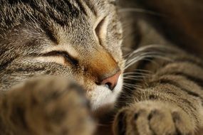 tabby cat with eyes closed