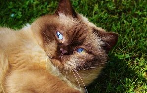 portrait of lazy british shorthair cat on a grass
