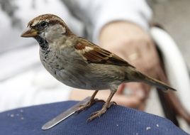 sparrow on a table in a cafe close-up