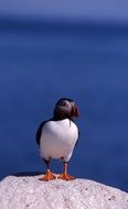 Atlantic Puffin Bird perched rock