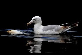 Gull caught fish to eat it