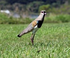 Quero-Quero Bird On The Green Grass