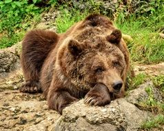 relaxed brown bear