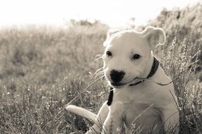 white puppy on a summer meadow in black and white background