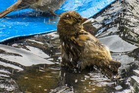sparrow splashing in the water
