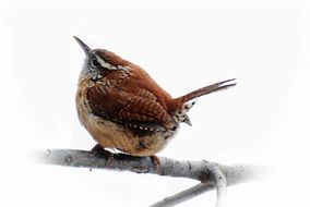 bird on a branch