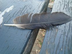 The feather of a bird