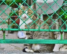 Cat near the fence