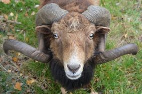 beautiful and amazing Horns
