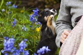 cute puppy with its owner