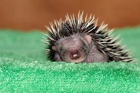 cute hedgehog baby