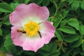 Insects on Wild Rose Flower