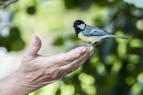 bird on human hand