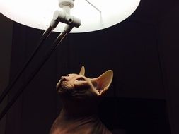 cute Cat and lamp