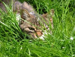 Close-Up photo of A lying cat in a grass