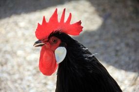 black cock with a red crest on a farm