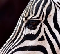 cute lovely Zebra Eye
