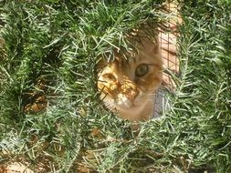 Cat in green fence