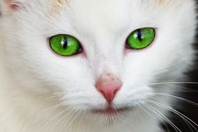 white kitten with bright green eyes close up
