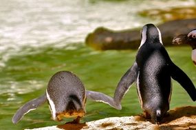 Penguins near the pond