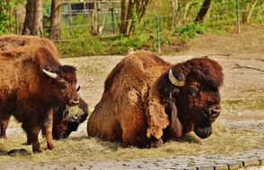 Bison in the wildlife park