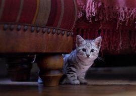Kitten under sofa