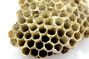 beeswax in honeycombs close up