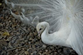 beautiful white peacock on pebbles