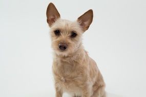 dog on a white background