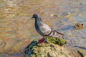 a dove stands on a stone by the water