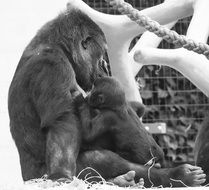 Gorilla Apes, baby with Mother, in zoo