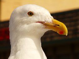 White seagull race portrait