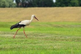 wild Stork Bird on a meadow