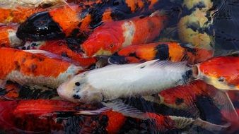 a lot of fish swimming in salt water