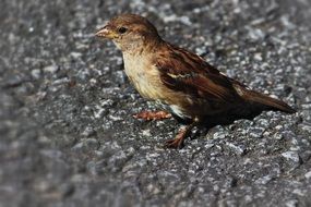 Small brown Bird on the asphalt