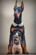 Yorkshire Terrier and Doberman, two Dogs sitting together
