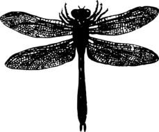 Black and white dragonfly drawing clipart