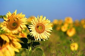 flowering sunflowers on summer field
