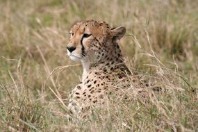 African leopard lies in tall grass
