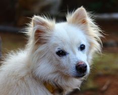 Small white puppy