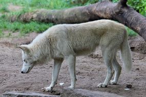 White Wolf Predator Nature view, berlin