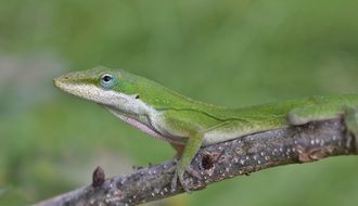 Anole or Green lizard