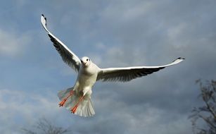 flight of a white gull over the forest