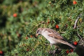 perfect beautiful small Sparrow Bird